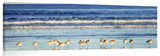 La_Jolla_Sea_Birds