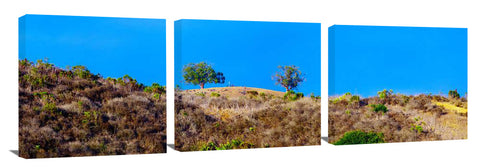 Ventura_2Trees_12_1-X3-1024x318_c