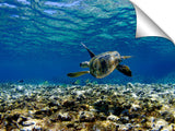 Turtle_Glide