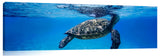 Hawaiian_sea_turtle_breathing