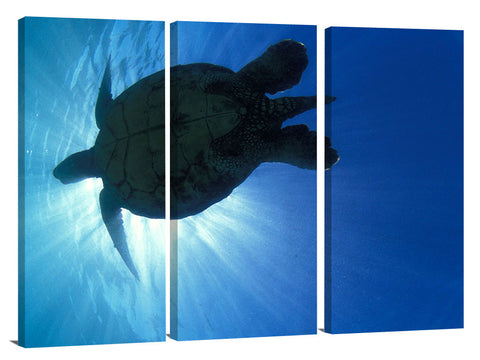 Hawaiian sea turtle at Sharks Cove, north shore, Oahu, Hawaii