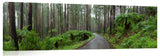 Dandenongweb-c