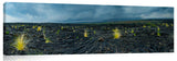 New growth in the lava fields on the Waikaloa coast of the Big Island of Hawaii.