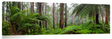 Rainforest in the Dandenong ranges.