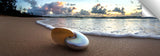 Nautilus_Foam
