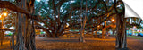 The Lahina banyan tree, the third largest int he world.