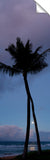 KaanapaliCoastTwoPalms_3d