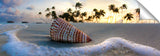 GiliLankan_033113_3726_MaldivianSeashell-1024x317_c