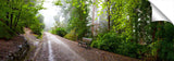 Rainforest in the Dandenong ranges.