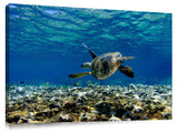 Turtle_Glide
