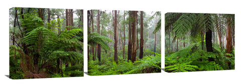 Rainforest in the Dandenong ranges.