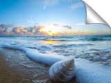 A cone shell on the shoreline, during sunrise.