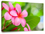 Plumeria flowers at Turtle Bay, on Oahu's north shore.