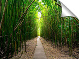 Pipiwai Bamboo train on the island of Maui.