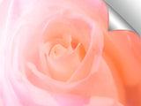 Fragile_Rose