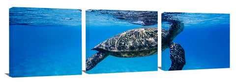 Hawaiian_sea_turtle_breathing