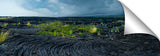 New growth in the lava fields on the Waikaloa coast of the Big Island of Hawaii.