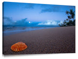 A shell on the beach at Kanapali beach, on Maui.