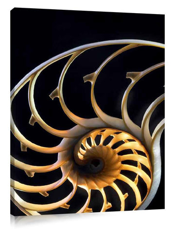 Nautilus sea shell.