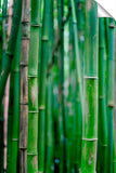 Bamboo_shutes_3d