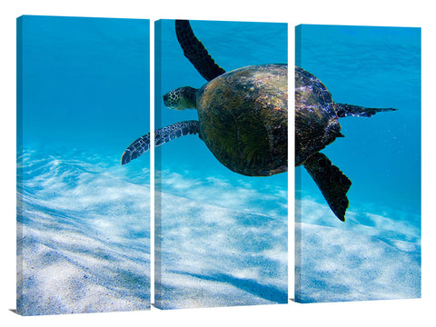 under water view of Hawaiian sea turtle at Ehukai beach, north s