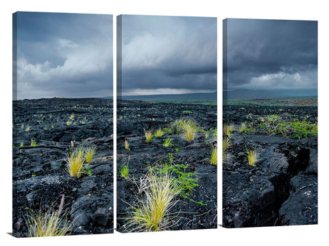 New growth in the lava fields on the Waikaloa coast of the Big Island of Hawaii.