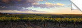 McLaren_Vale-SA-David_Evans_c
