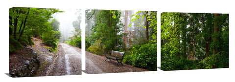 Rainforest in the Dandenong ranges.