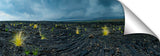 New growth in the lava fields on the Waikaloa coast of the Big Island of Hawaii.