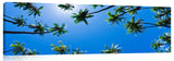 Kapuaiwa_101107_004_PalmTreeFrenzy-1024x317_c