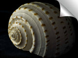 S00831DL