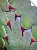 Close up of thorns on agave plant  before opening.