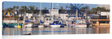 Balboa-dolphin_c