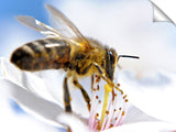 Spring-Bee-Orem-UT_c