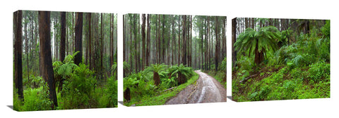 Rainforest in the Dandenong ranges.