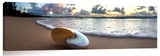 Nautilus_Foam