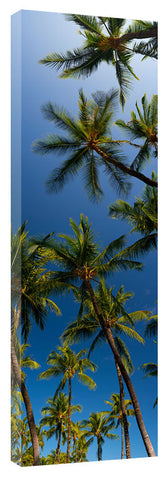 MaunaLoaPalms_3d