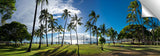 Waikiki_Palm_Shadows