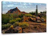 Red-Mountain-Bloom-Fountain-Hills,-AZ_c