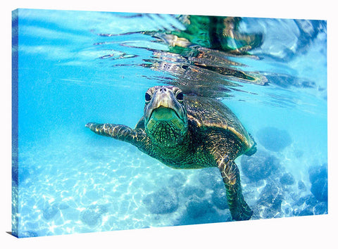 FRIENDLY HAWAIIAN SEA TURTLE, Ready-to-Hang Photographic Print On Canvas
