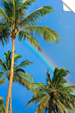 Tropical Rainbow Photographic Print On Canvas By Sean Davey