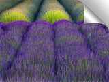 Rows of Lavender Photographic Print On Canvas By Dennis Frates