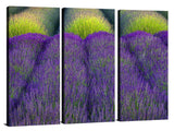 Rows of Lavender Photographic Print On Canvas By Dennis Frates