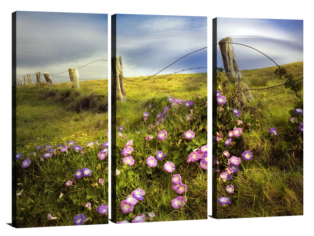 Fence Line and Morning Glory Flowers Photographic Print On Canvas By Dennis Frates