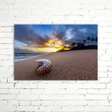 TIGER NAUTILUS SHELL ON THE BEACH, Ready-to-Hang Photographic Canvas Print