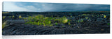 New growth in the lava fields on the Waikaloa coast of the Big Island of Hawaii.