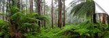 Rainforest in the Dandenong ranges.