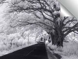 Monkey_Pod_Road_standard_