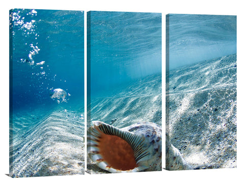 An under water view of a Conch Shell at Monster Mush, on the north shore of Oahu, Hawaii.