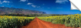 Sunflowers_12_1_RedRoad1-1024x317_c